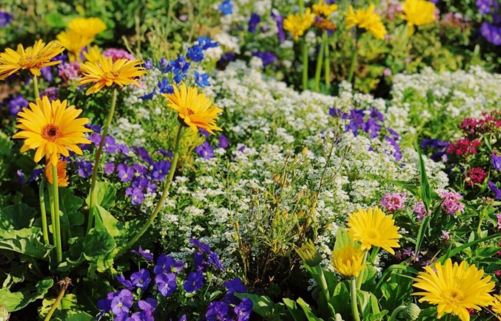 A patch of yellow and purple flowers in a garden.