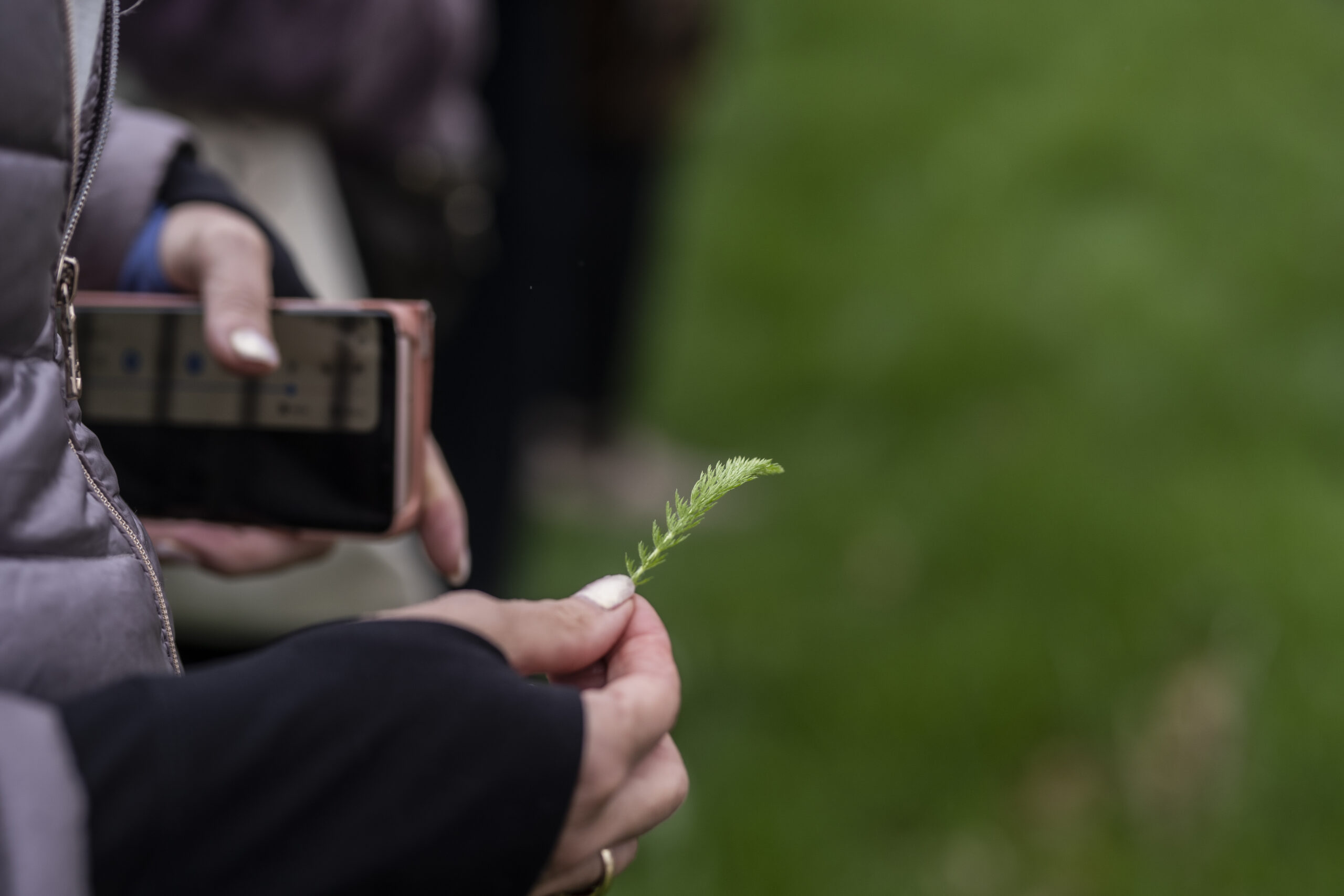Close up of someone holding a small green plant piece.