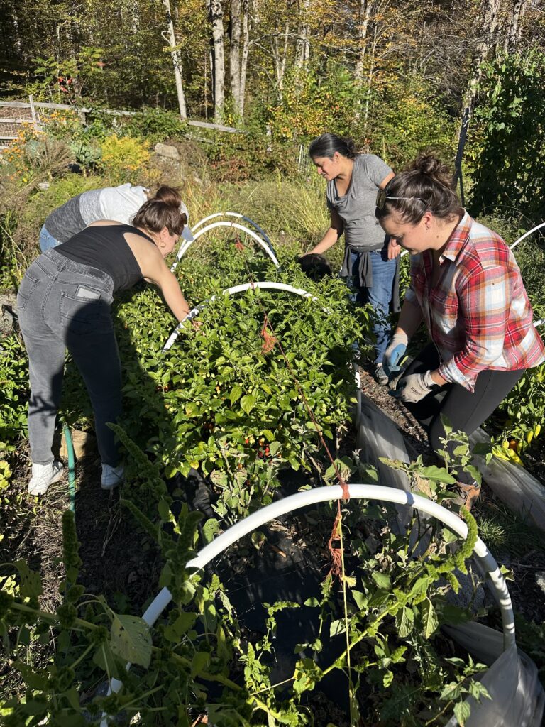 Four people picking berries off small shrubs in front of them at an outdoor garden.